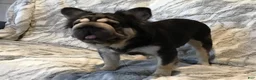 French Bulldog dogs for sale: Snow King Big Rope Fluffy - Ad 12
