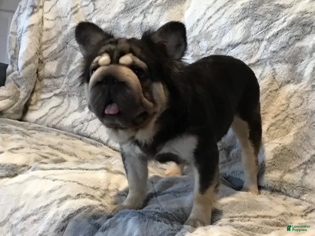 French Bulldog dogs for sale: Snow King Big Rope Fluffy - Ad 12