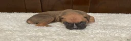 Boxer dogs for sale: Moxy - Ad 3