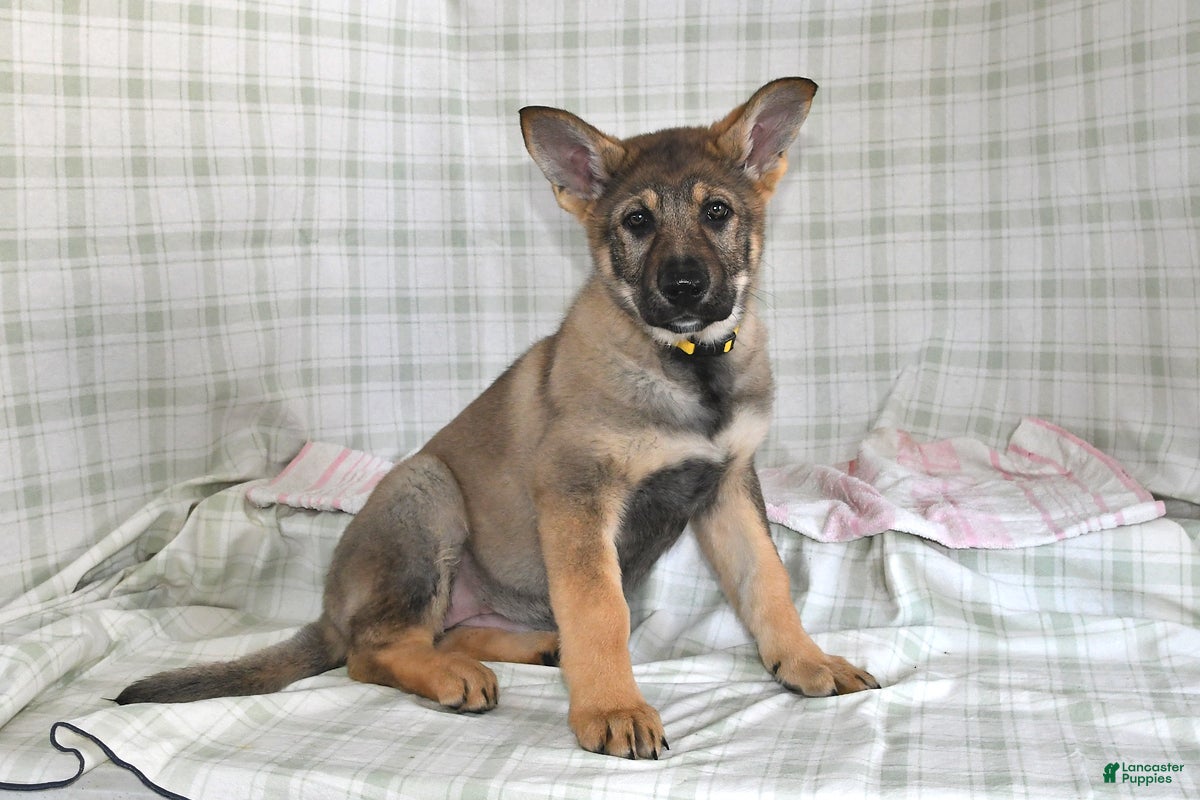 German Shepherd dogs Megan - Ad 24