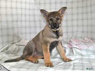 German Shepherd dogs Megan - Ad 24