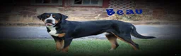 Greater Swiss Mountain Dog dogs for sale: Nika - Ad 4