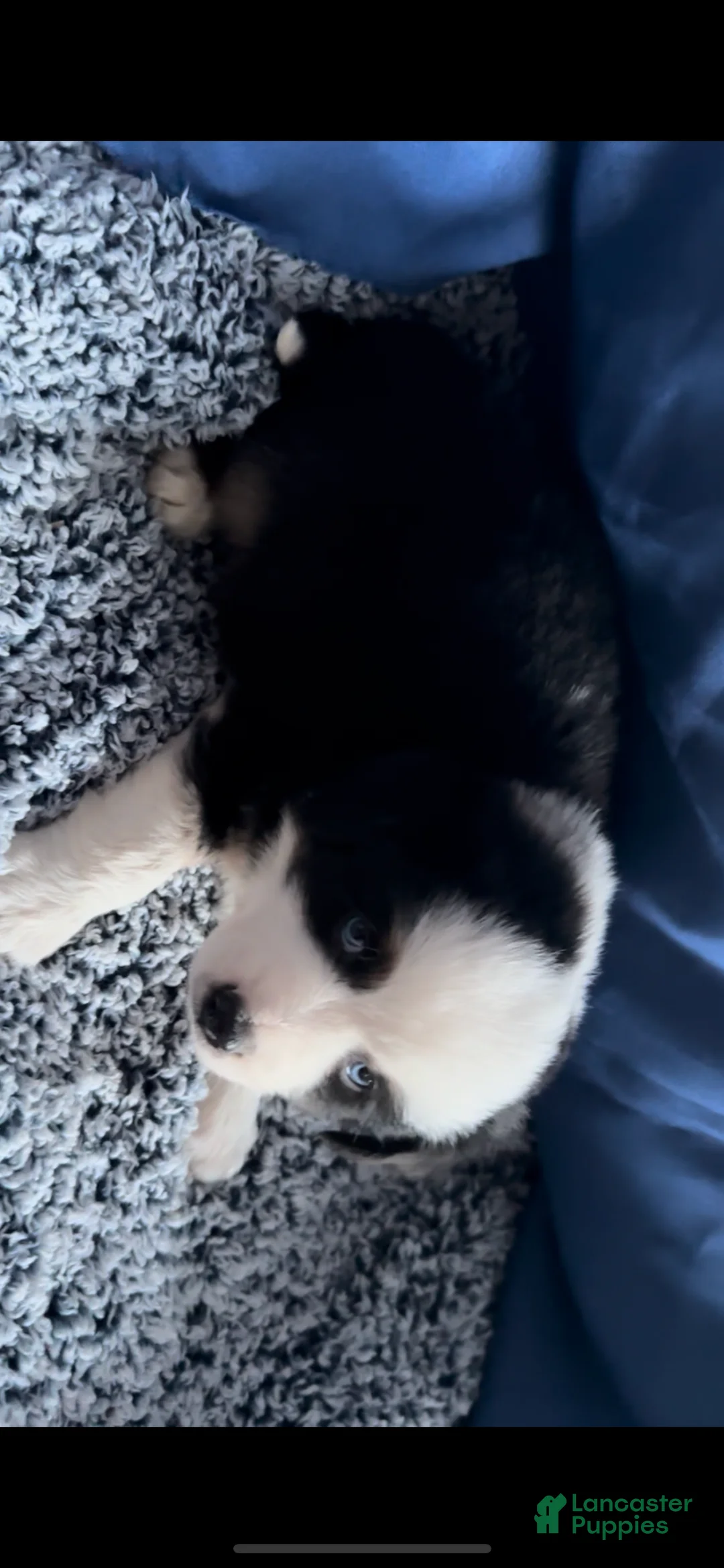 Australian Shepherd dogs for sale: Australian Shepherd Puppy 1 - Ad 4