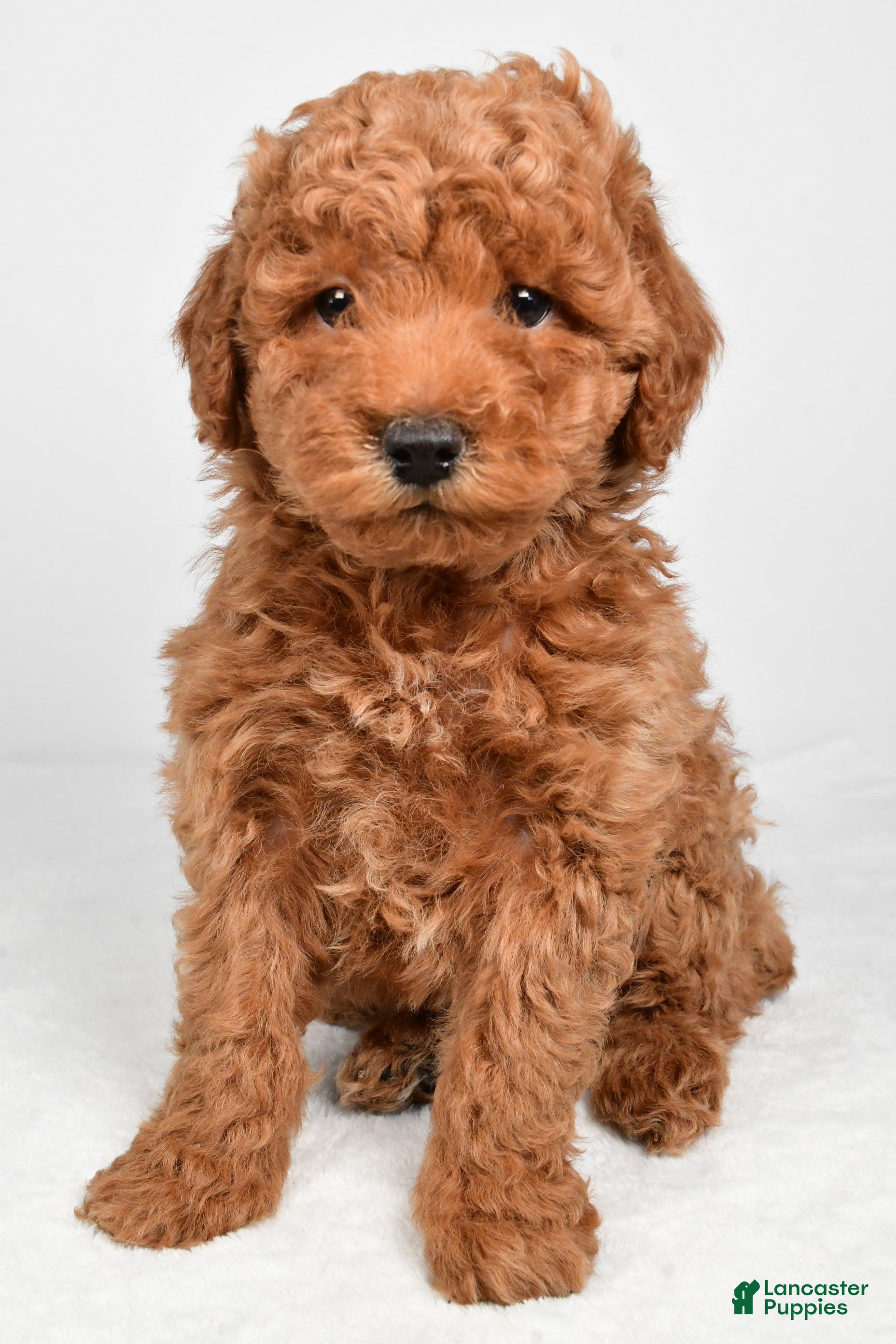 Miniature Poodle dogs Max - Ad 2