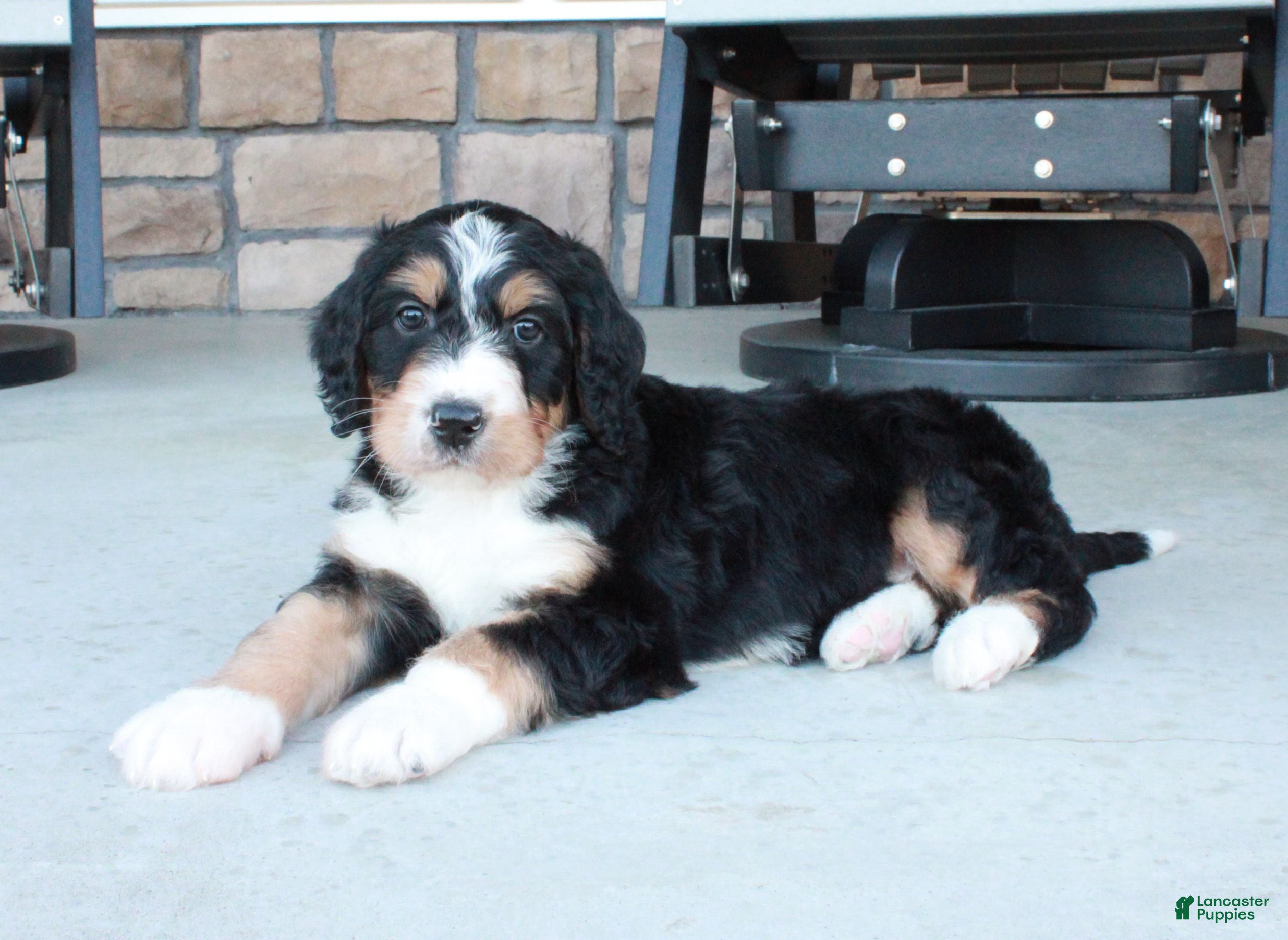 Bernedoodle dogs Max  - Ad 2