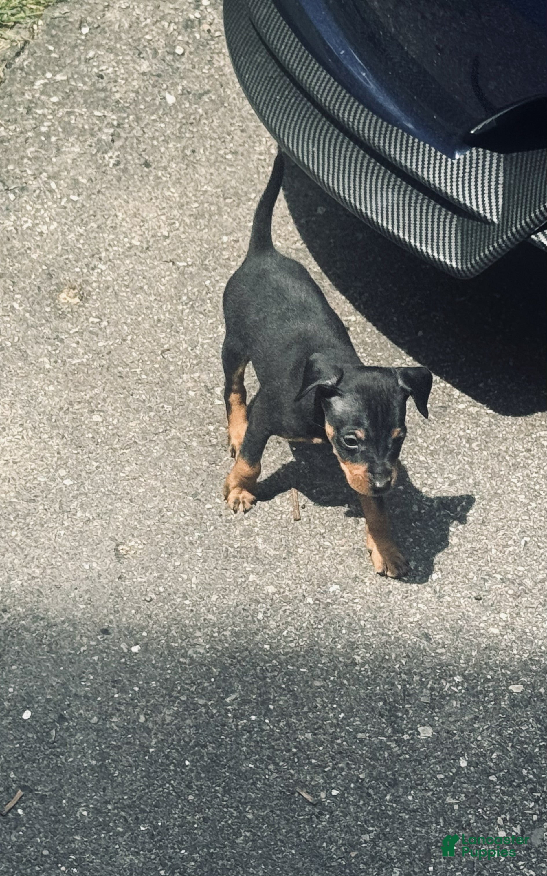 Miniature Pinscher dogs Miniature Pinscher 1 - BOY - Ad 1