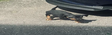 Miniature Pinscher 1 - BOY