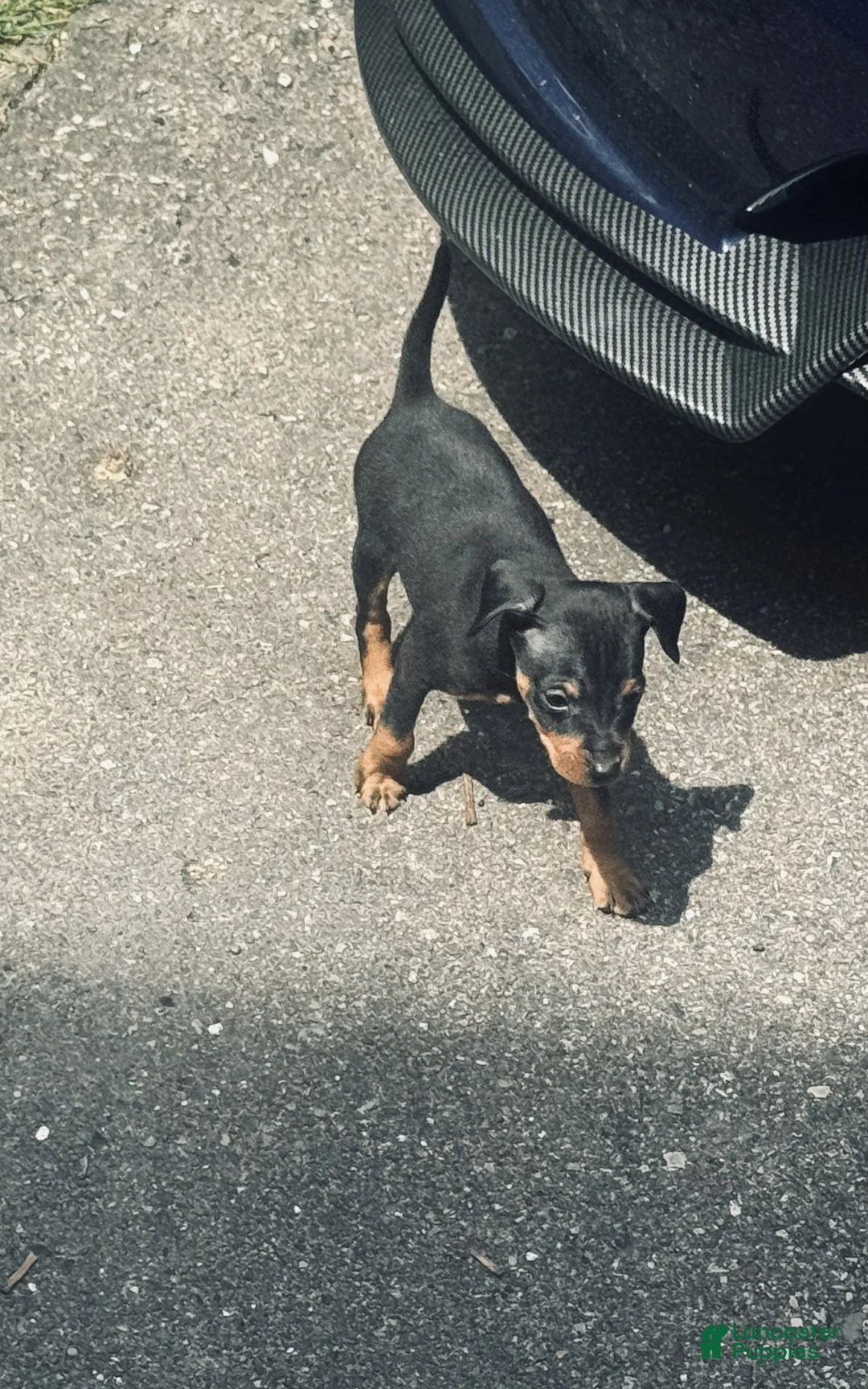 Miniature Pinscher dogs for sale: Miniature Pinscher 1 - BOY - Ad 1