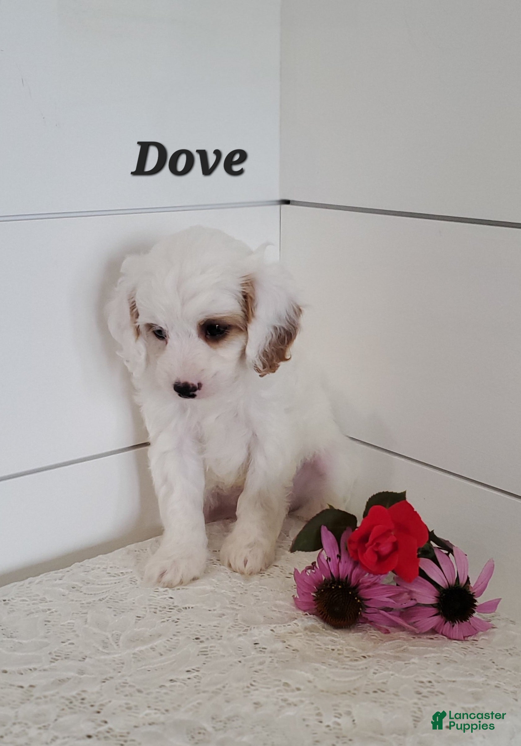 Cavapoo dogs for sale: Dove - Ad 1