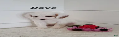 Dove