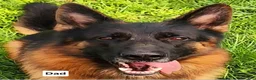 German Shepherd dogs for sale: German Shepherd 3 - Ad 6