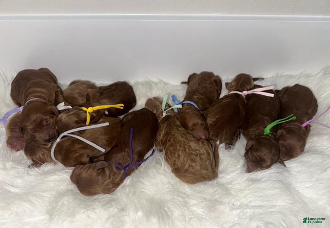 Goldendoodle dogs for sale: Girl 7 - Ad 3