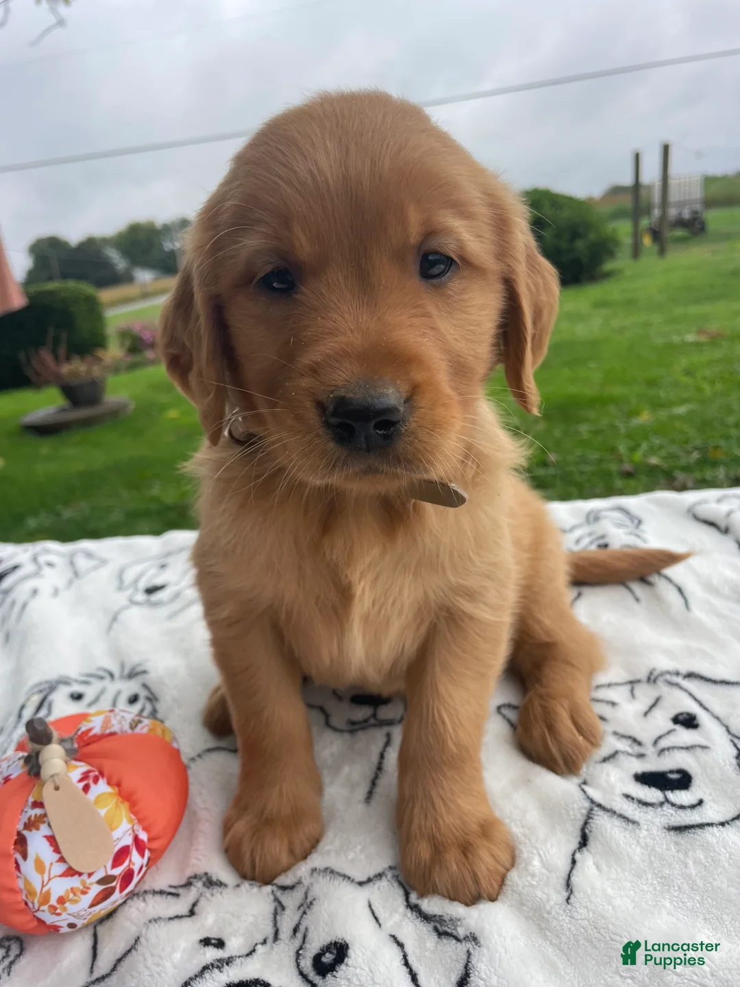 Golden Retriever dogs for sale: Ranger - Ad 4
