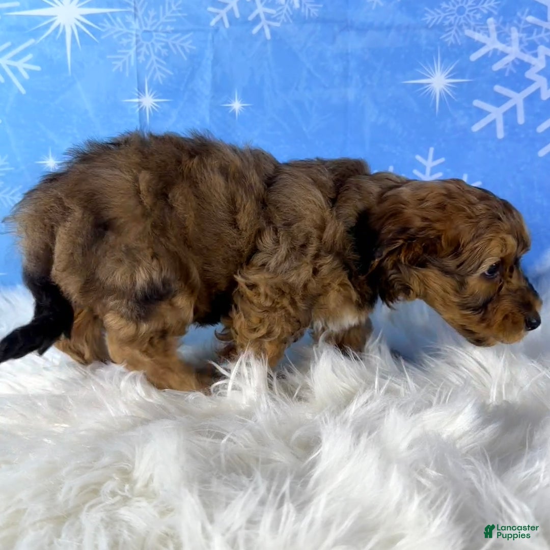 Yorkiepoo dogs for sale: Benji - Ad 3