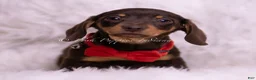 Miniature Dachshund dogs for sale: Eminem - Ad 2