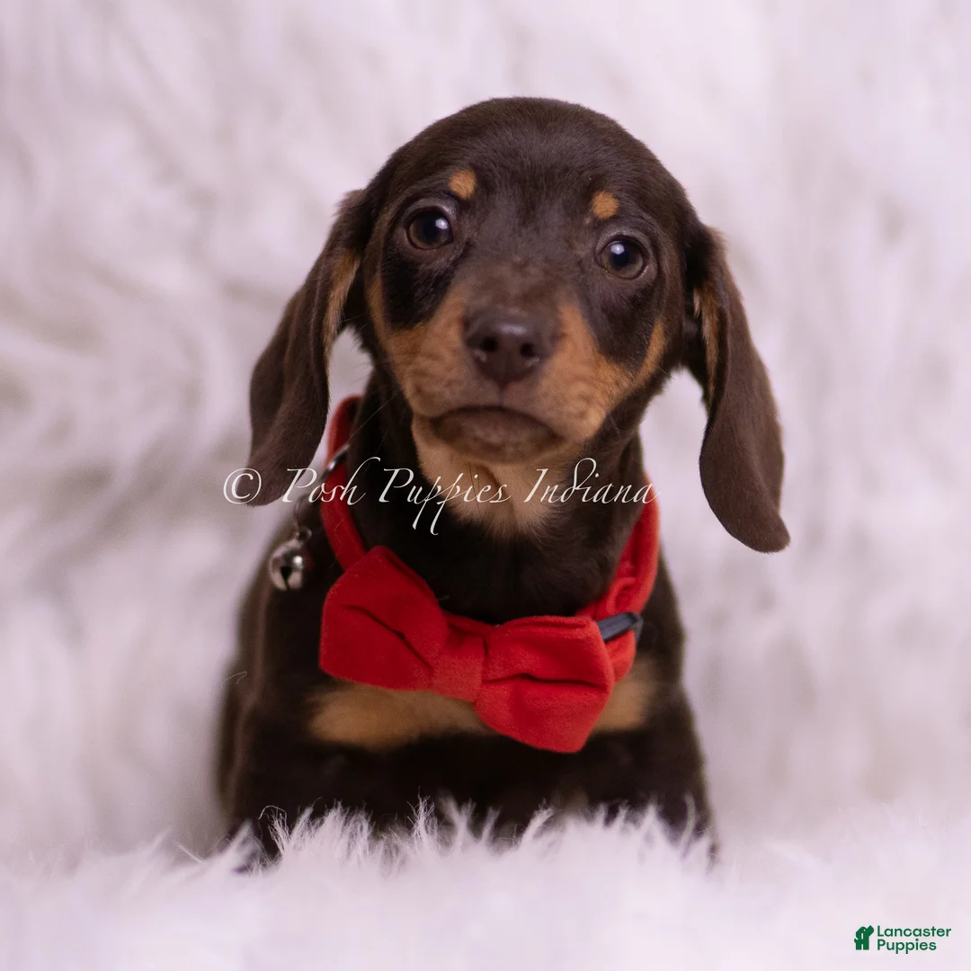 Miniature Dachshund dogs for sale: Eminem - Ad 2