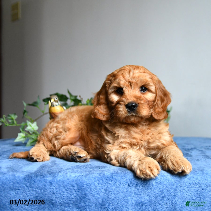 Cavapoo dogs Rusty  - Ad 1