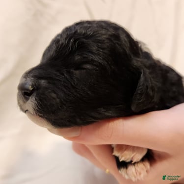 Mini Aussiedoodle dogs for sale: Lottie_Female Tri-Color - Ad 7