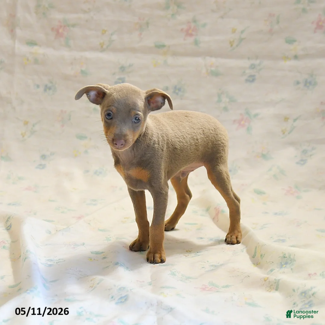 Miniature Pinscher dogs for sale: Duke - Ad 1