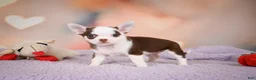 Chihuahua dogs for sale: JOLENE - Ad 7