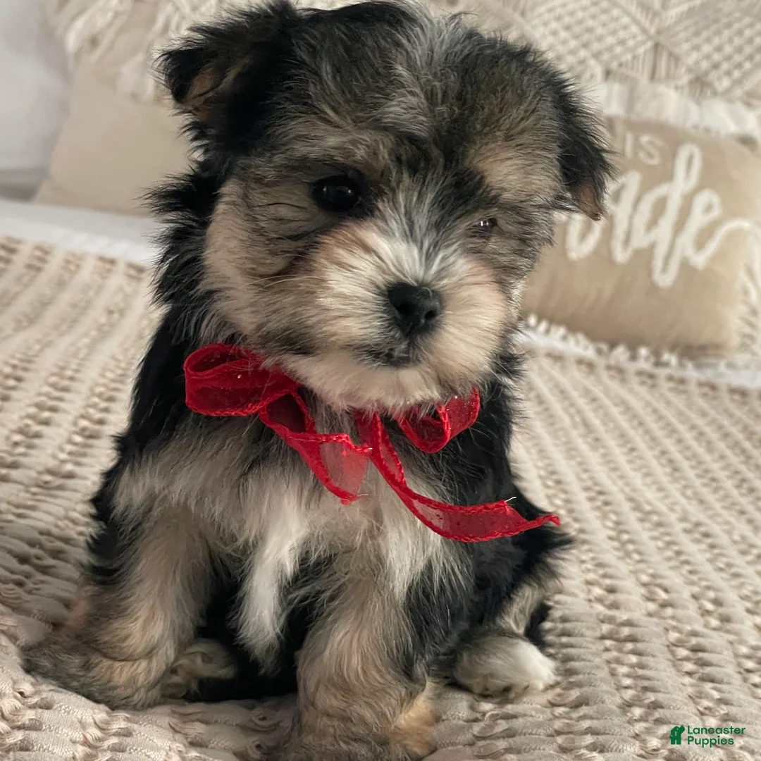 Morkie dogs for sale: Nola - Ad 5