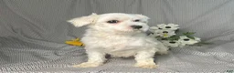 Maltipoo dogs for sale: Alex - Ad 6