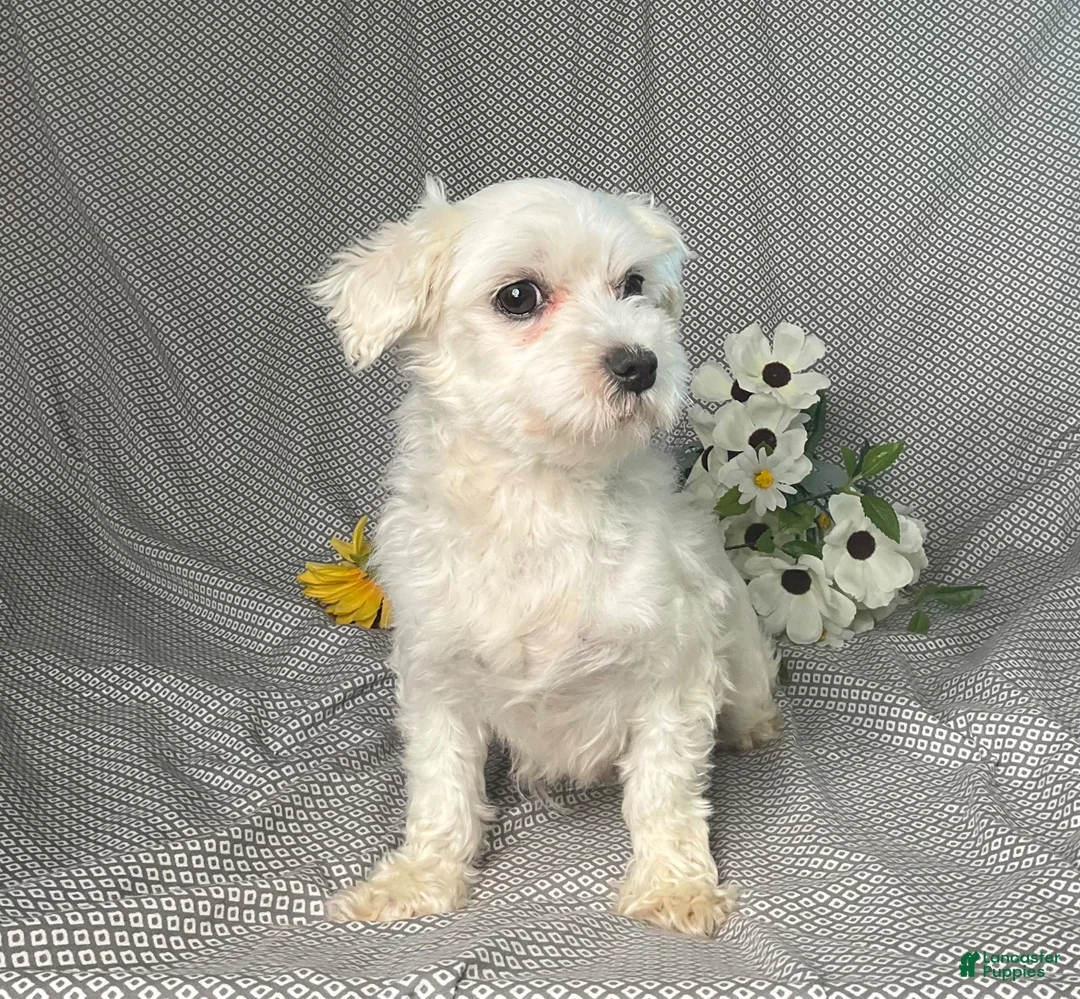 Maltipoo dogs for sale: Alex - Ad 6