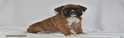 Boxer dogs for sale: Sancho - Ad 1