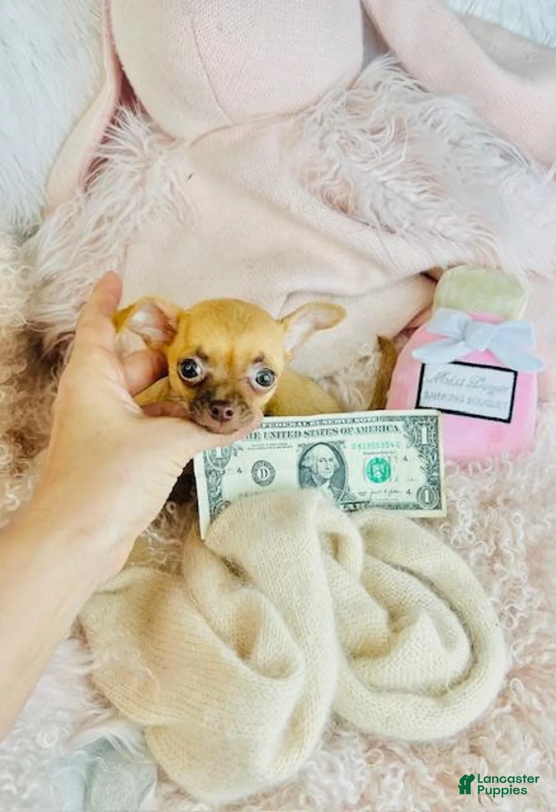 Chihuahua dogs for sale: Teacup Chihuahua Puppy 1 - Ad 1