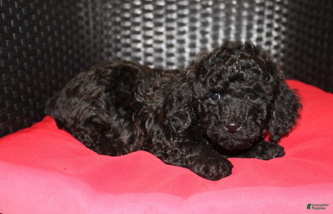 Cavapoo dogs for sale: Coffee - Ad 3