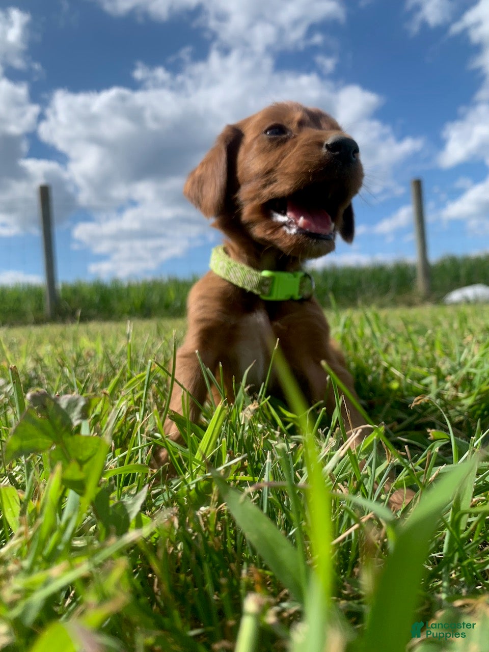 Irish Setter dogs Beau - Ad 3