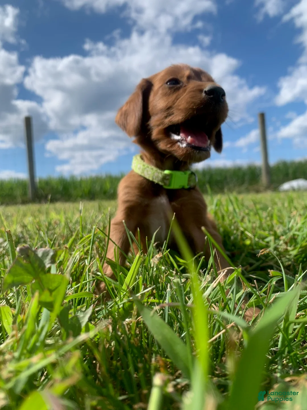 Irish Setter dogs for sale: Beau - Ad 1