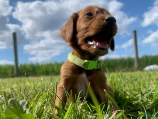 Irish Setter dogs Beau - Ad 3