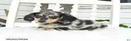 Dachshund dogs for sale: Teddy - Ad 3