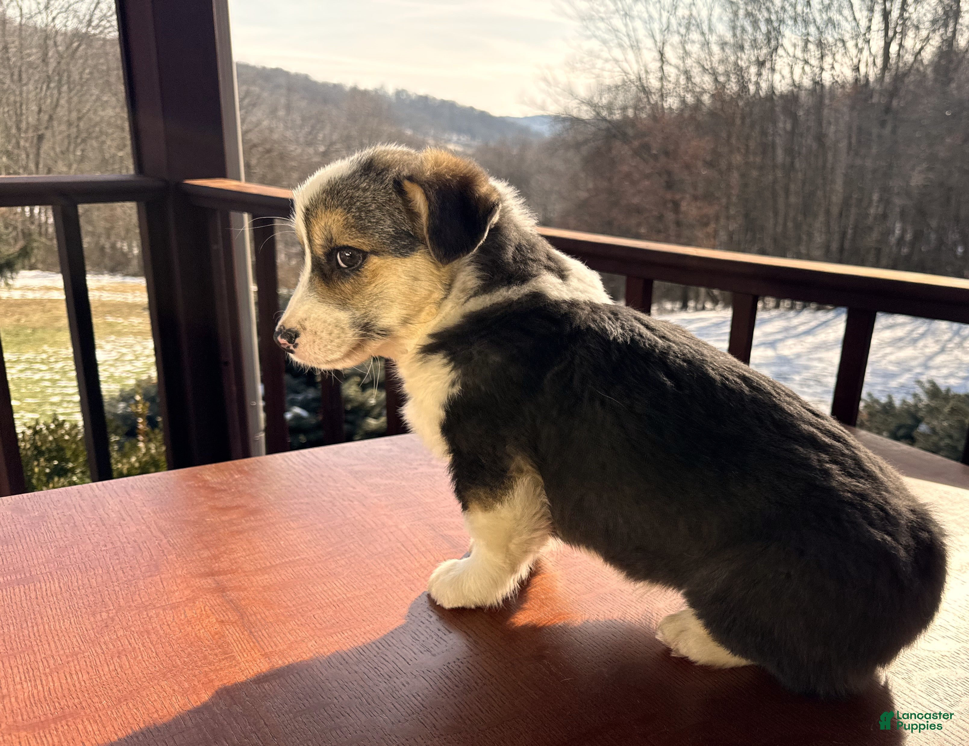 Welsh Corgi Pembroke dogs Welsh Corgi Pembroke Puppy 1 - Ad 11