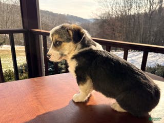 Welsh Corgi Pembroke dogs Welsh Corgi Pembroke Puppy 1 - Ad 1