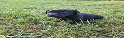 Labrador Retriever dogs for sale: Tucker - Ad 6