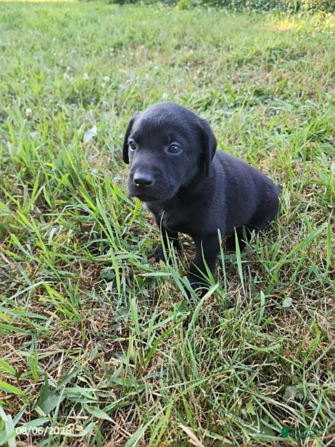 Labrador Retriever dogs for sale: Tucker - Ad 6