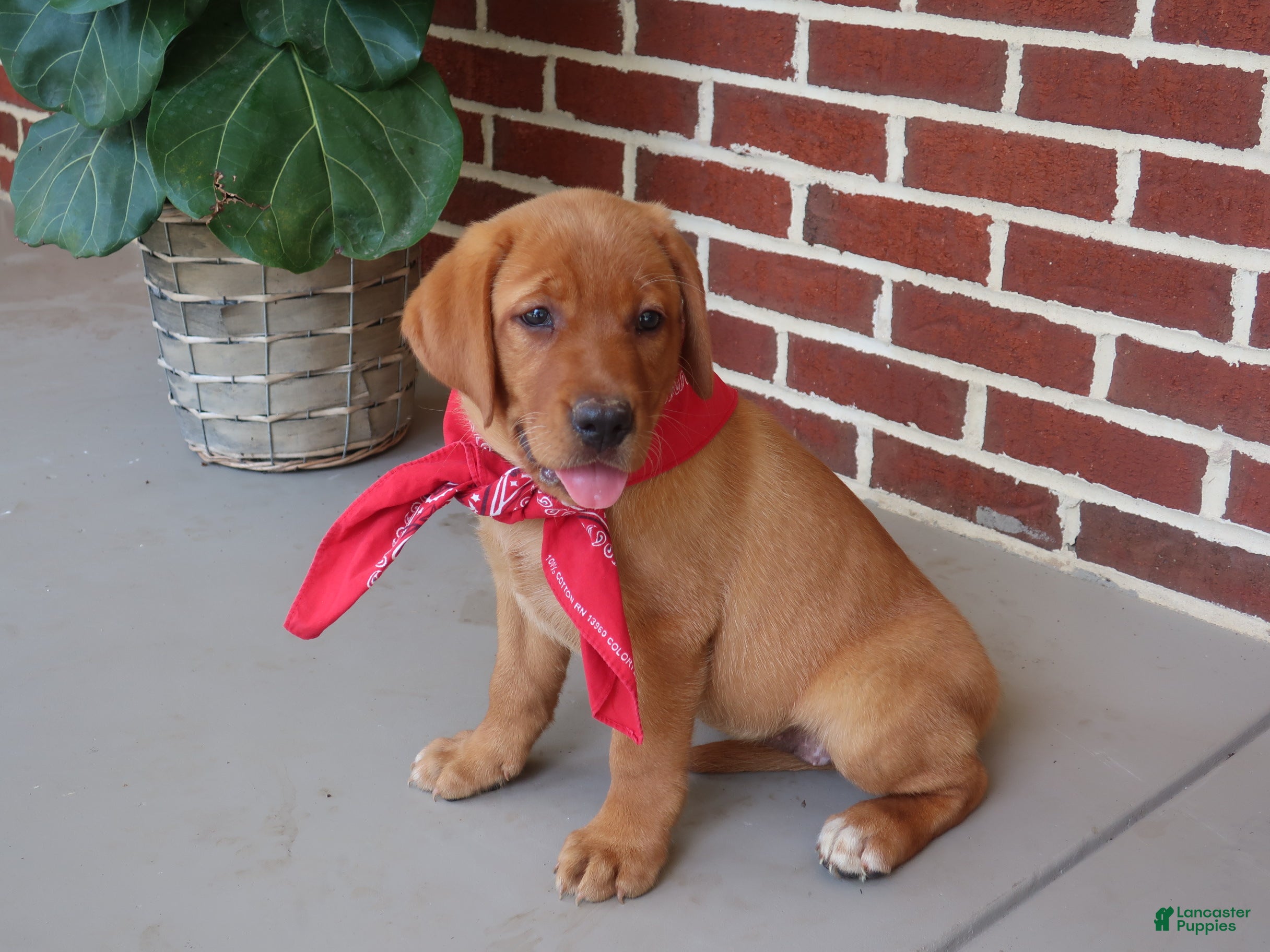 Labrador Retriever dogs Sequoia  - Ad 1