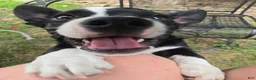 Mixed Breed dogs for sale: Mr Pibb - Ad 3