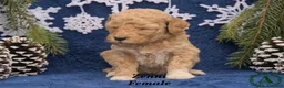 Mini Goldendoodle dogs for sale: Zenni - Ad 2