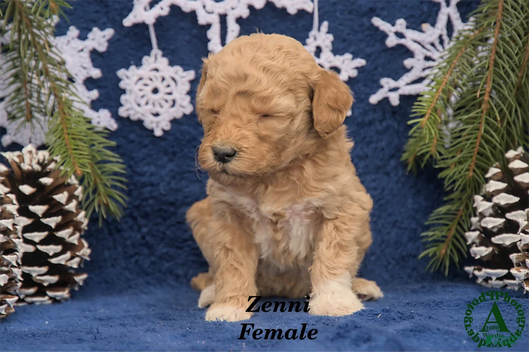 Mini Goldendoodle dogs for sale: Zenni - Ad 2
