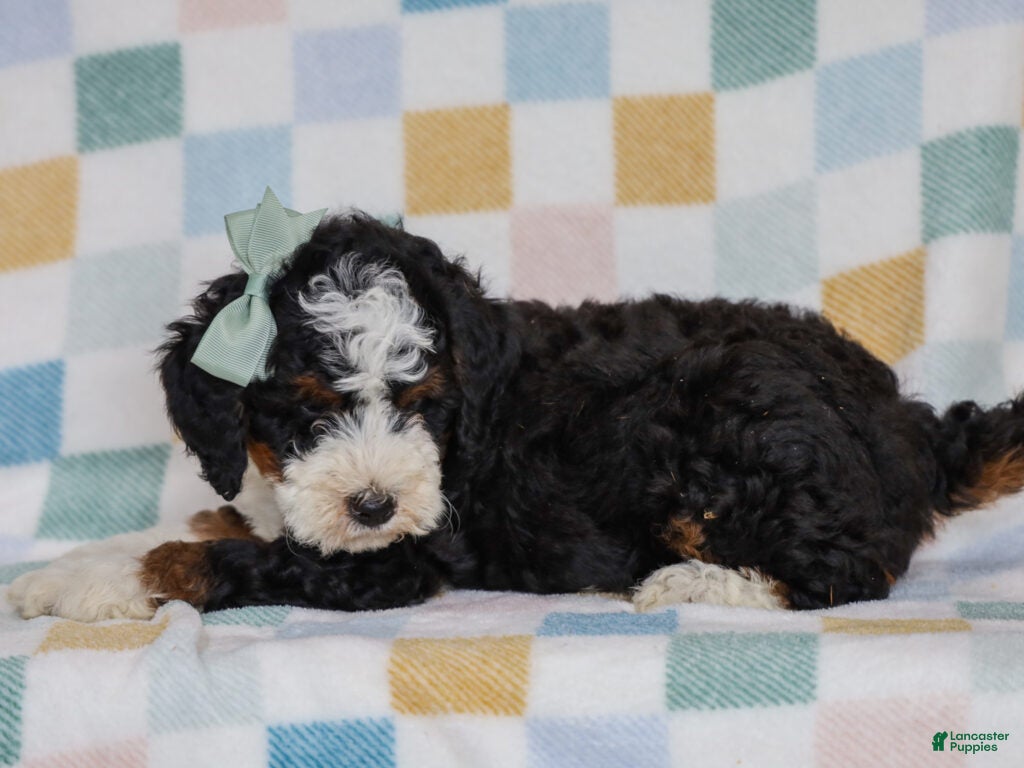 Mini Bernedoodle dogs Mell - Ad 8