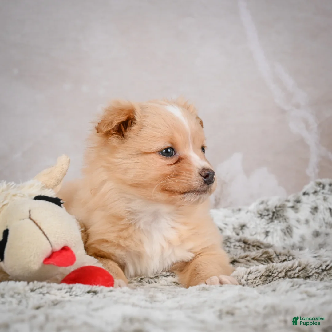 Chihuahua dogs for sale: Hugo - Ad 9