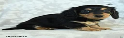 Miniature Dachshund dogs for sale: Paprika - Ad 3