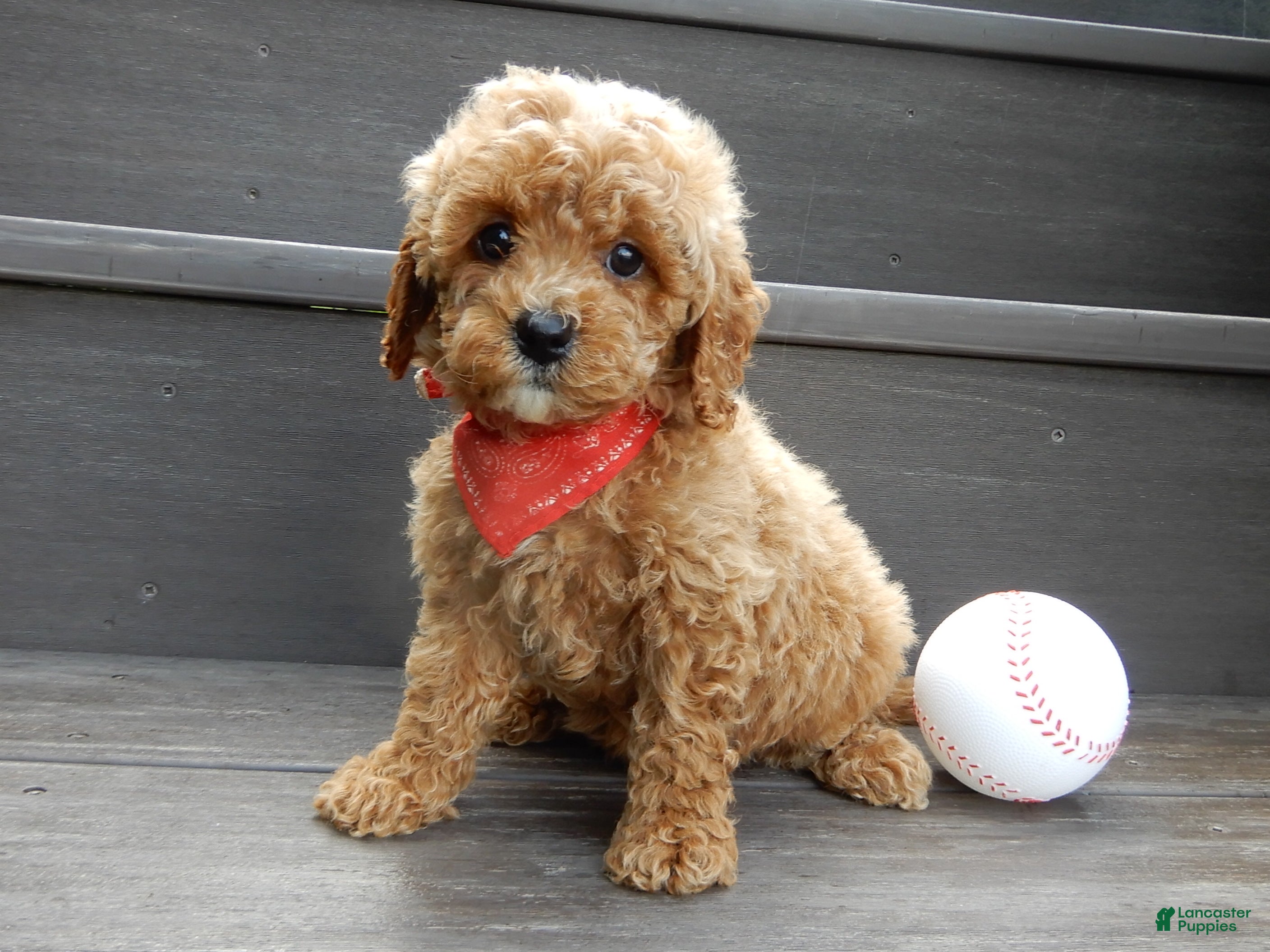 Cavapoo dogs Miles - Ad 2