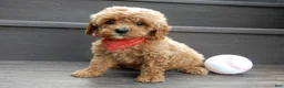 Cavapoo dogs for sale: Miles - Ad 2
