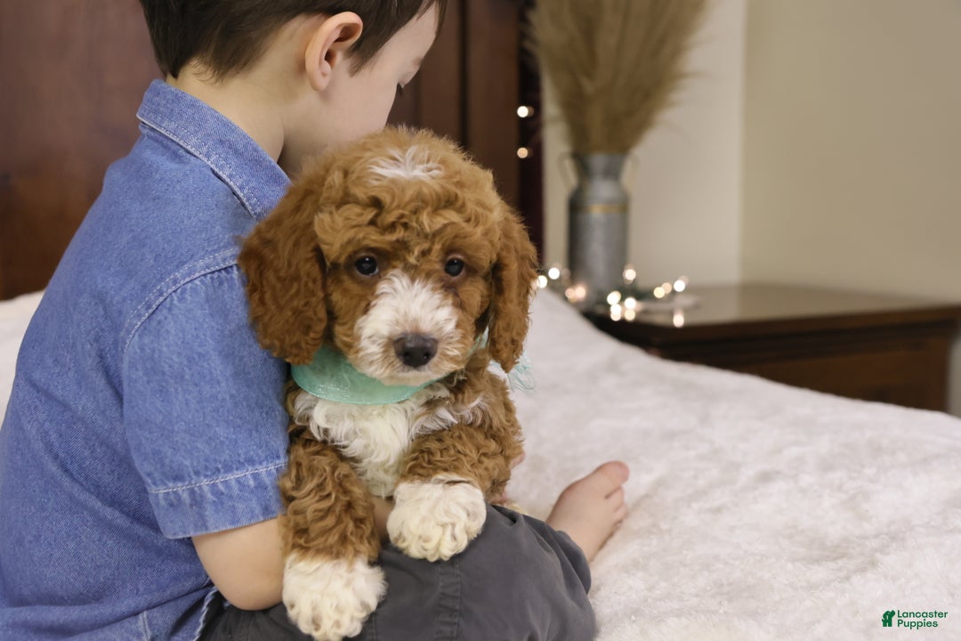 Goldendoodle dogs for sale: Ralphie - Ad 3
