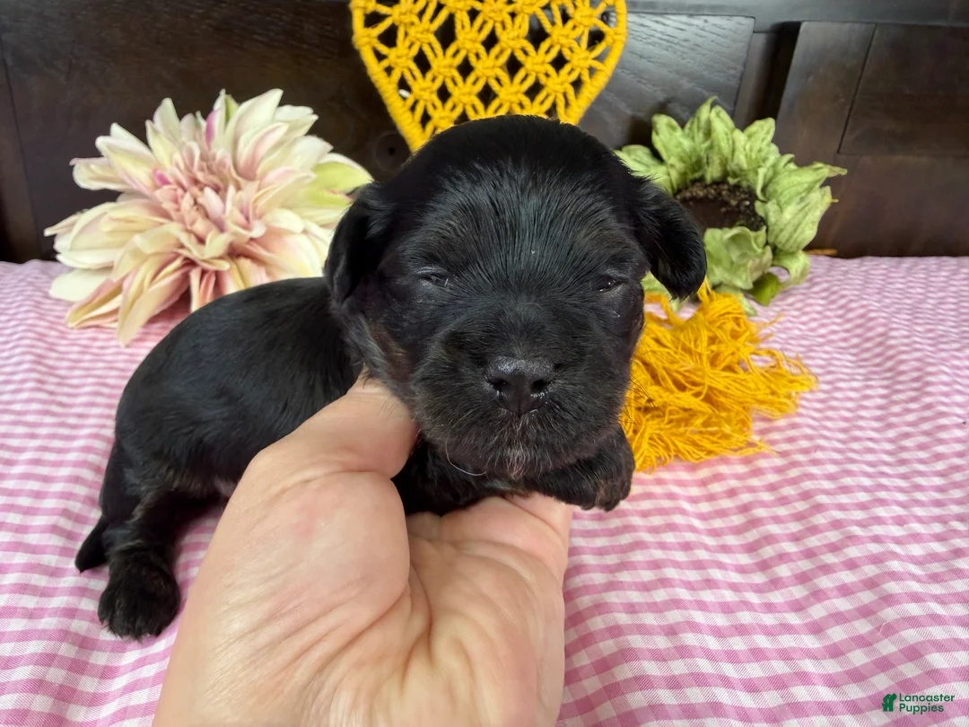 Havapoo dogs for sale: Havapoo 4 - Ad 1