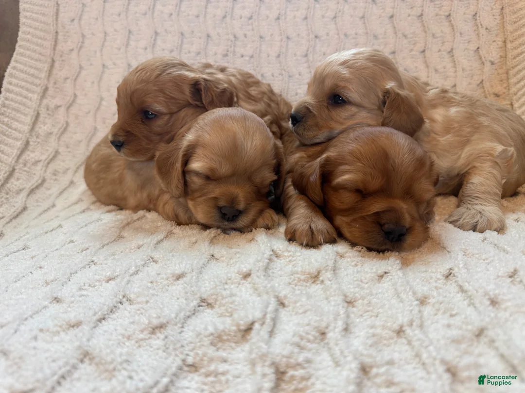 Cavapoo dogs for sale: Bruno - Ad 1